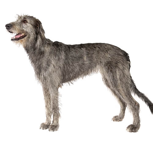 Irish wolfhound cheap dog breeds